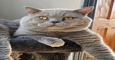British Shorthair cats - Advert 8