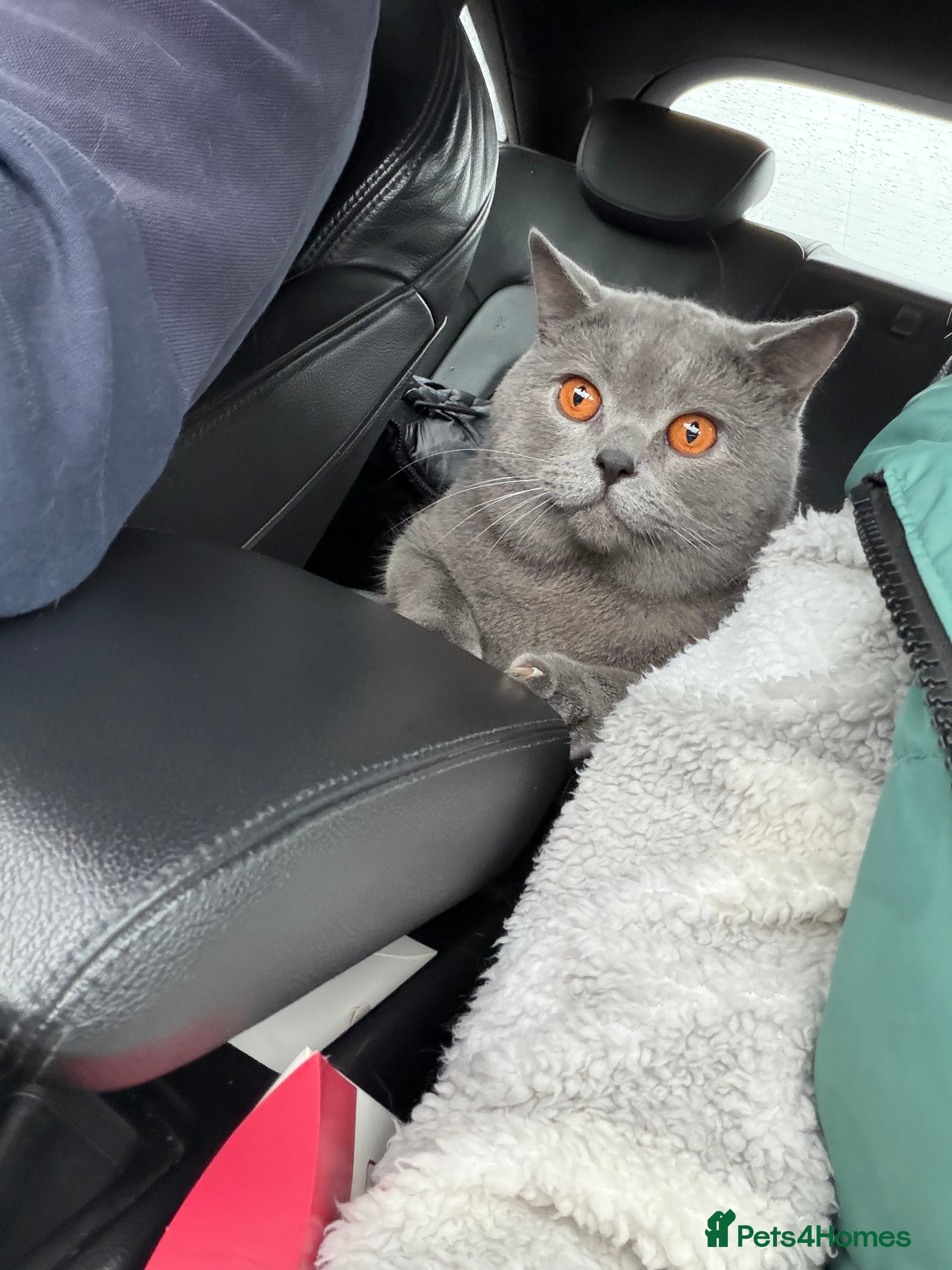 British Shorthair cats Totto - Advert 1