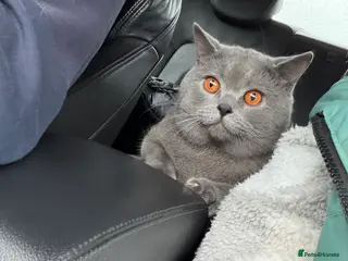 British Shorthair cats Totto - Advert 1