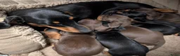 Miniature Dachshund dogs for sale: Quality KC/ PRA clear Miniature Dachshund puppies  - Advert 11
