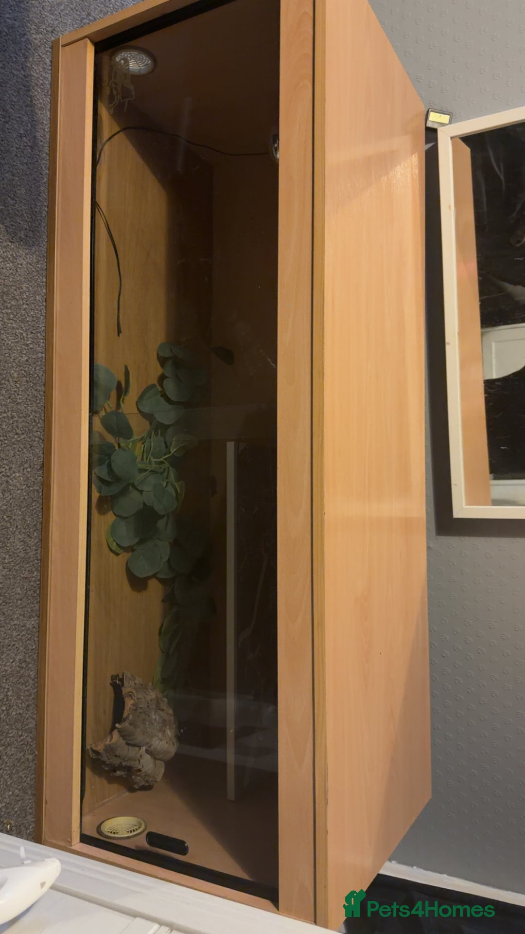 Bearded Dragon reptiles for sale: 4ft vivarium - Advert 4