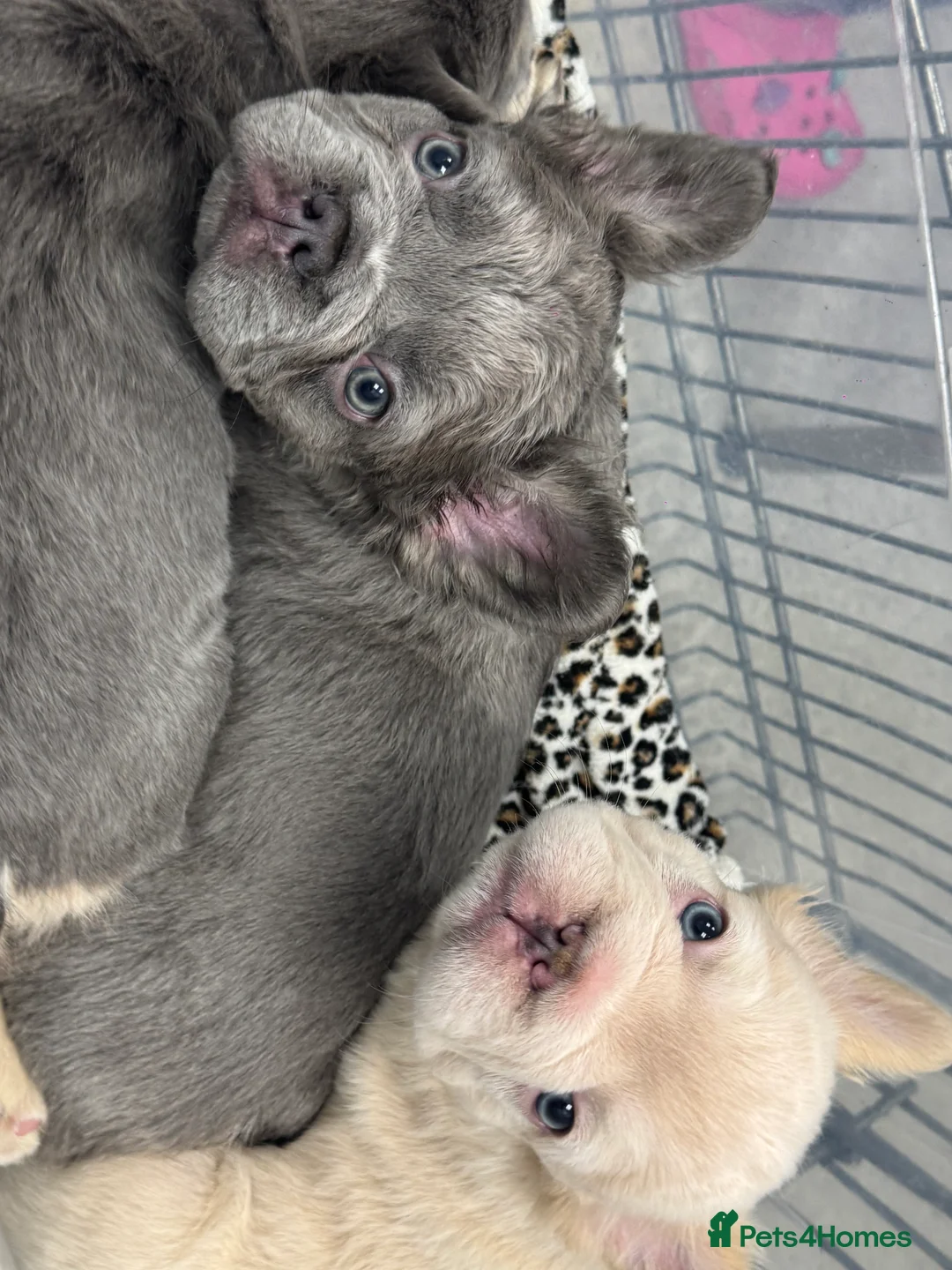 French Bulldog dogs for sale: **REDUCED**FLUFFY  FULL FLUFFY FRENCHBULLDOGS😍😍 - Advert 6