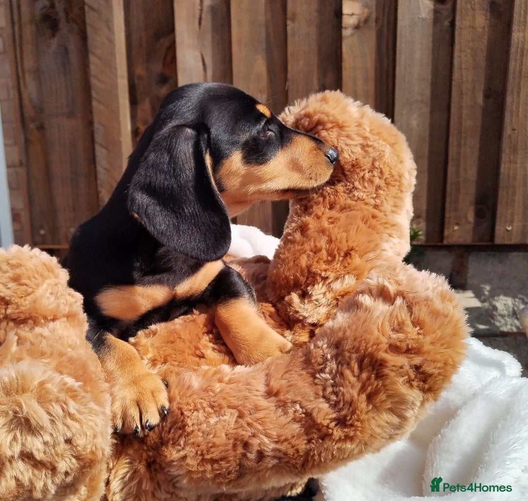 Miniature Dachshund dogs for sale: Mini dachshund  - Image 17