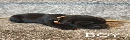 Labrador Retriever dogs for sale: KC registered Labrador retrievers in Bordon - Advert 3