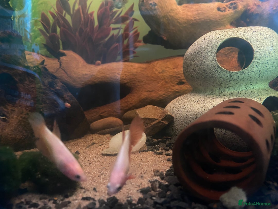 Bettas fish for sale: 25 gal tank + fish - Image 6