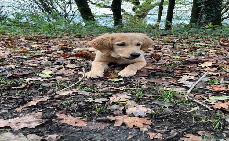 Golden Retriever dogs Beautiful golden retriever puppy Girl - Advert 7