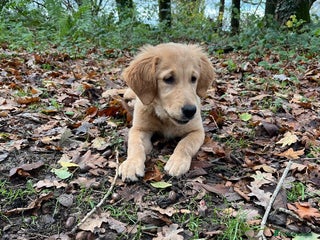 Golden Retriever dogs Beautiful golden retriever puppy Girl - Advert 3