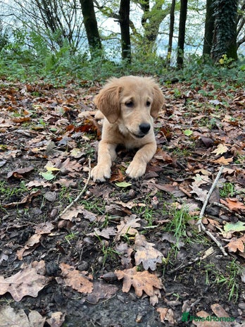 Golden Retriever dogs Beautiful golden retriever puppy Girl - Advert 2