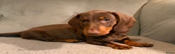 Dachshund dogs for sale: Standard dachshund puppies - Advert 12