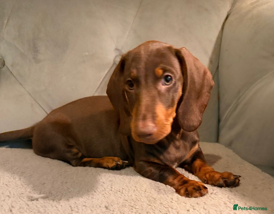 Dachshund dogs for sale: Standard dachshund puppies - Advert 12