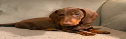 Dachshund dogs for sale: Standard dachshund puppies - Advert 11