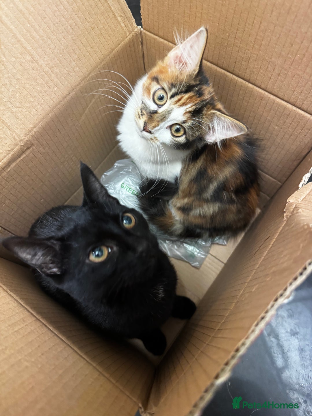 Mixed Breed cats for sale: female kittens. - Advert 2