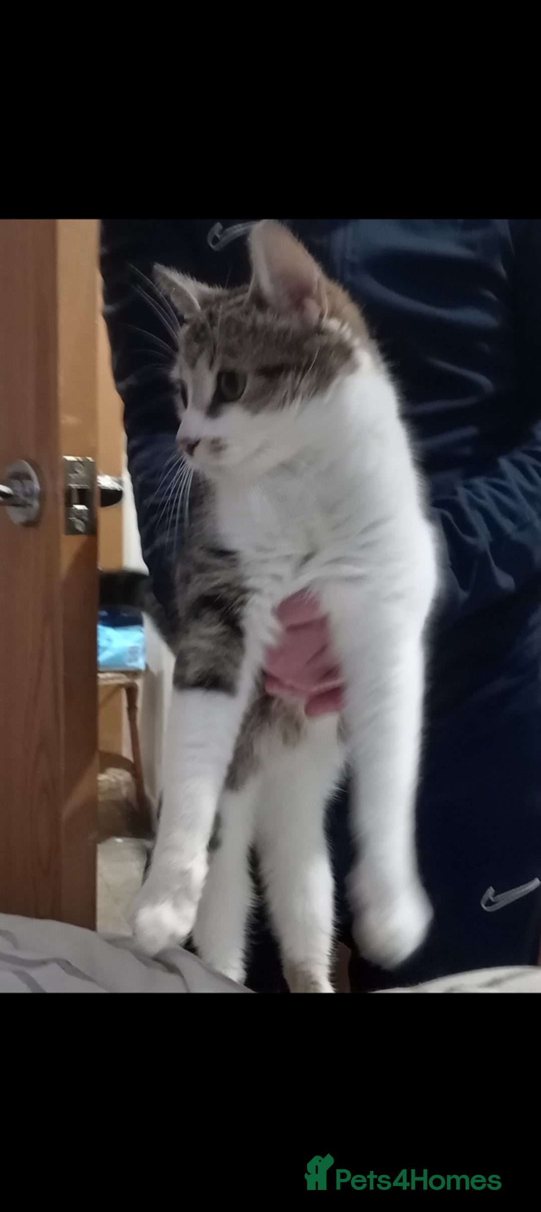 Mixed Breed cats for sale: 3 kittens for sale  - Advert 4