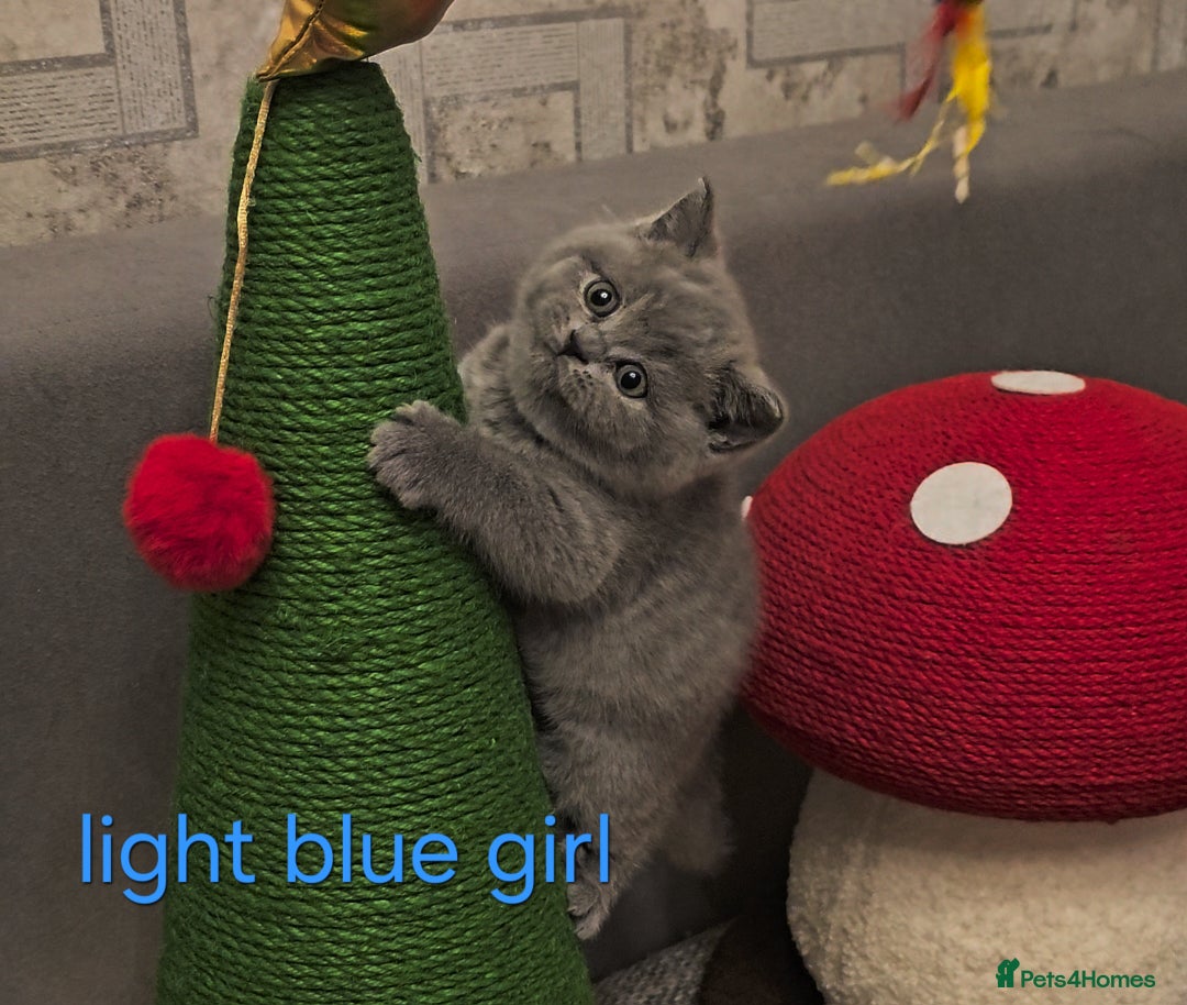 British Shorthair cats for sale: British Shorthair kitten's, GCCF pedigree - Advert 12