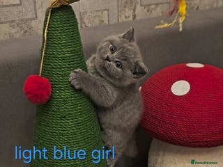 British Shorthair cats British Shorthair kittens, GCCF pedigree - Advert 17