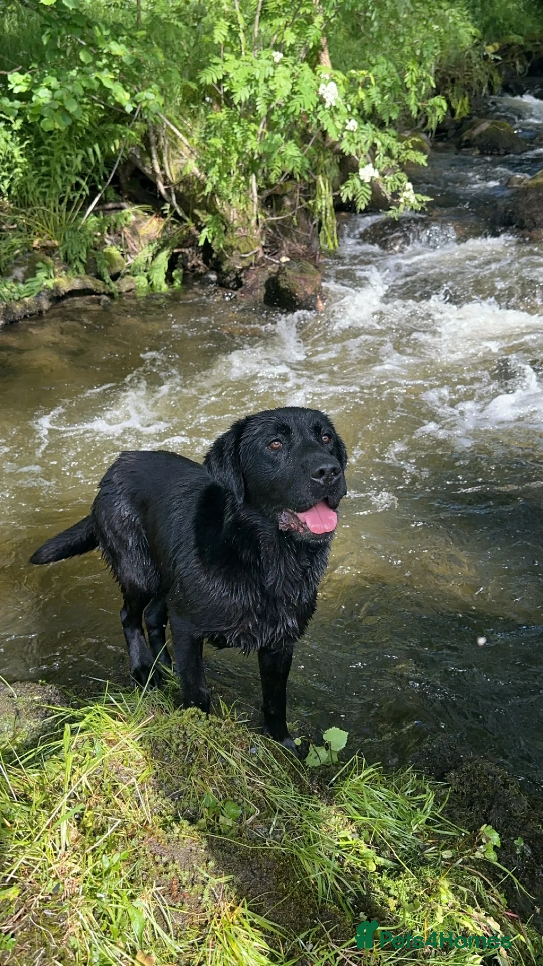 Labrador Retriever dogs for stud: DUKE OF DALE HEAD in Carlisle - Advert 7