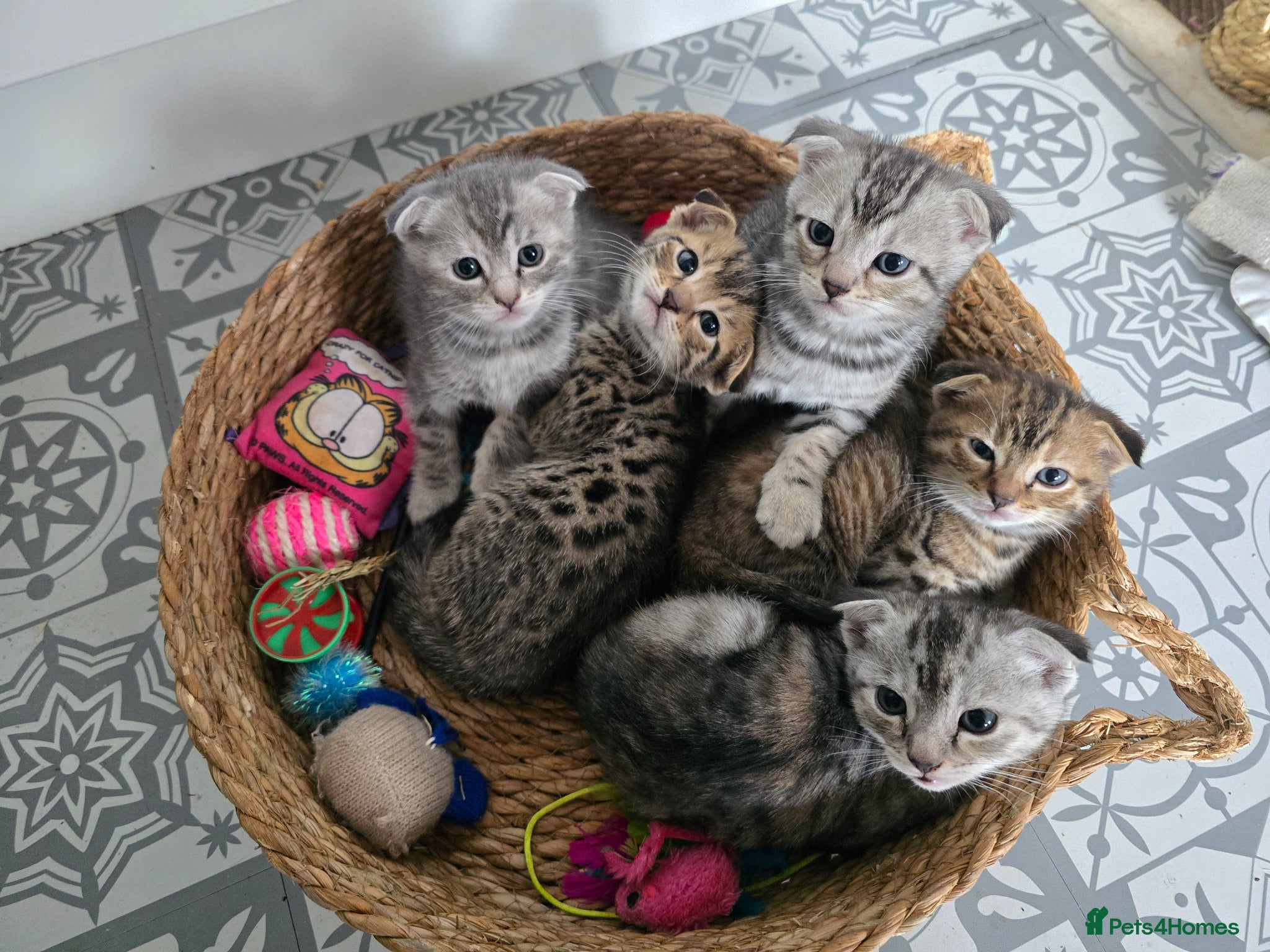 Bengal cats Beautiful Snow Bengal X Scottish Fold Kittens - Advert 2