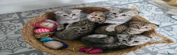 Bengal cats for sale: Beautiful Snow Bengal X Scottish Fold Kittens - Advert 2
