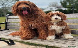 Australian Labradoodle dogs for sale: Superior Australian Labradoodles Due October - Image 6