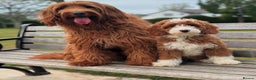 Australian Labradoodle dogs for sale: WALA Superior Australian Labradoodles-Remaining 2 - Advert 8