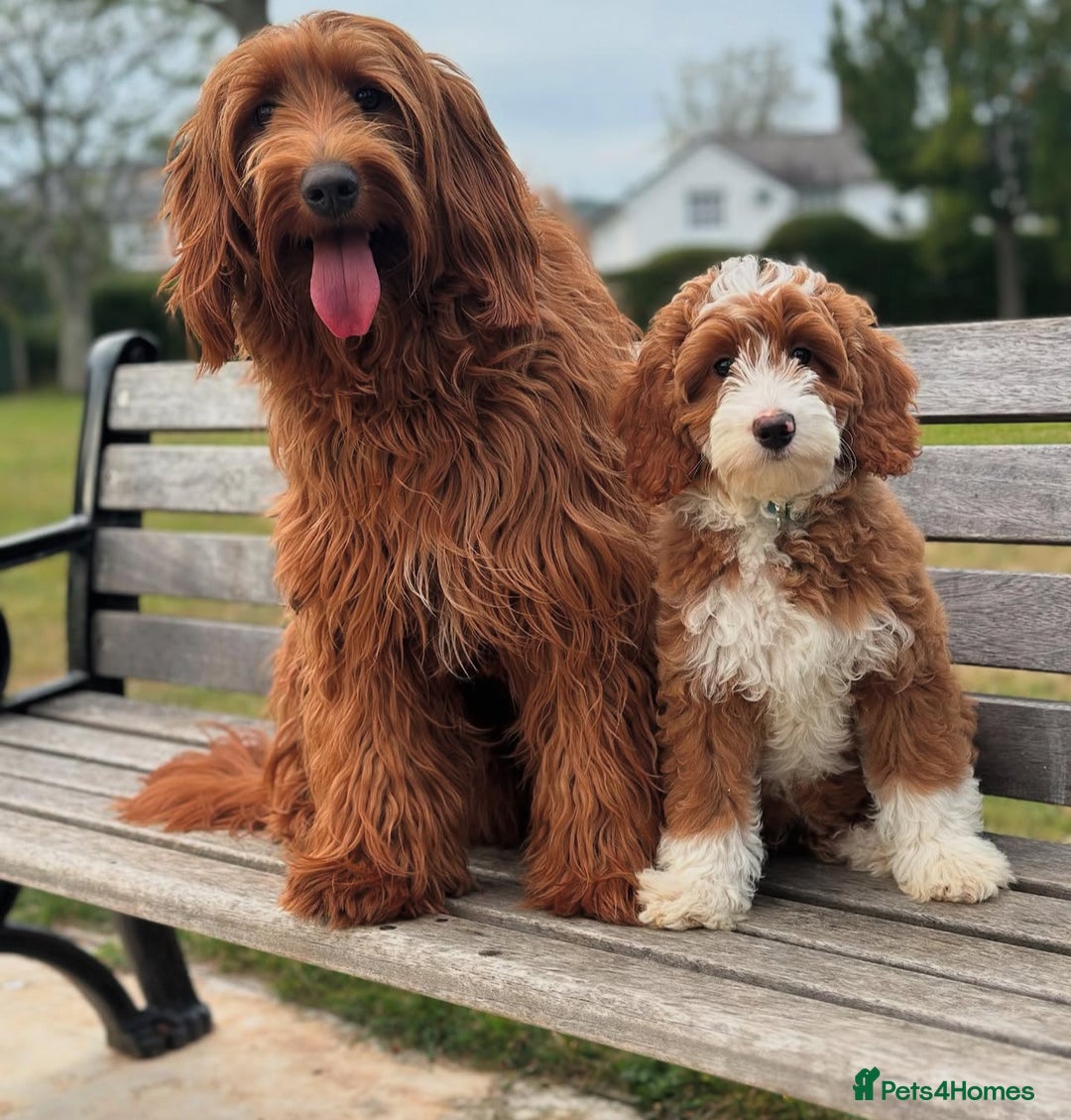 Australian Labradoodle dogs for sale: Superior Australian Labradoodles Due October - Image 6