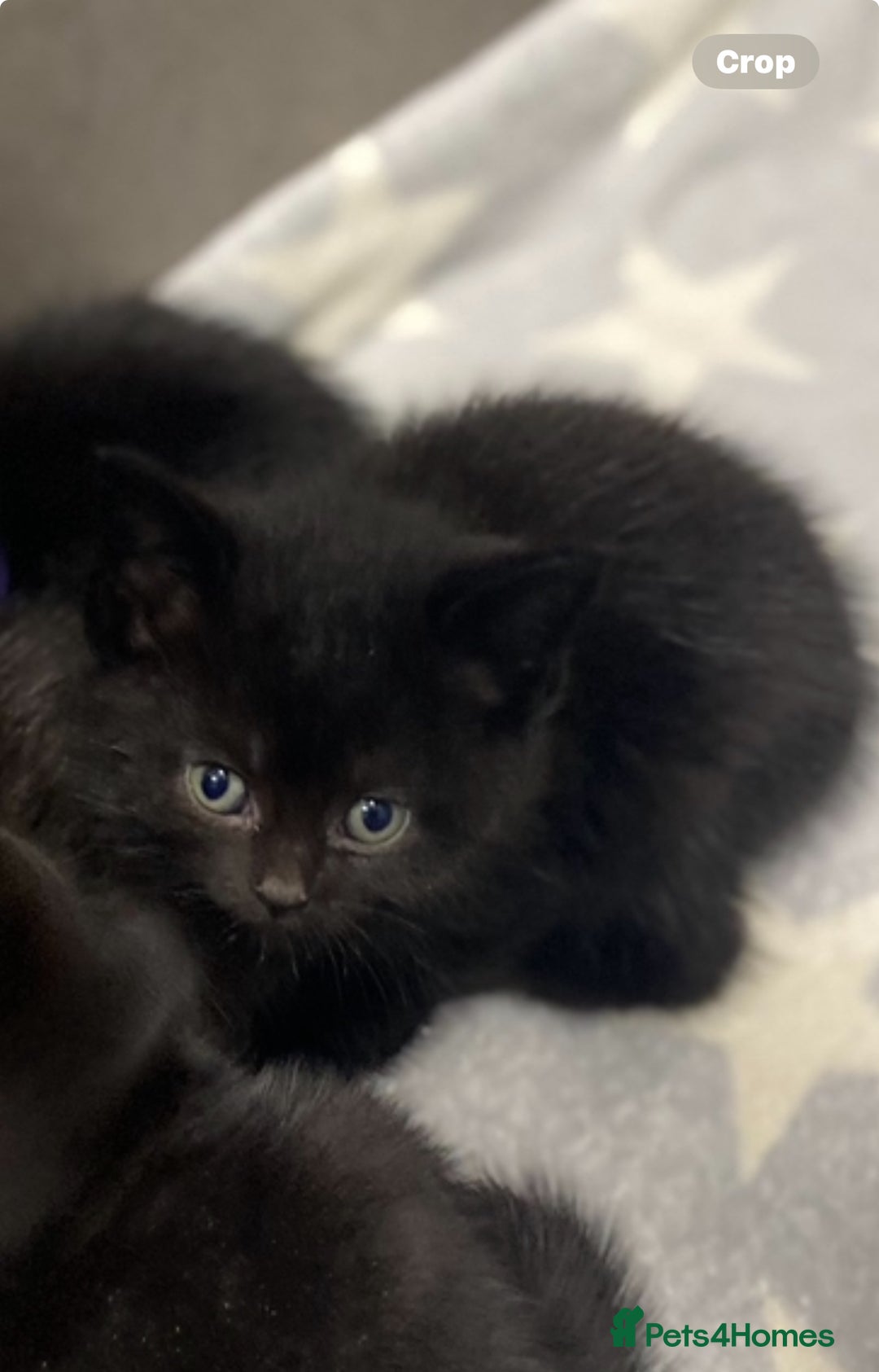 Mixed Breed cats for sale: X Siamese Adorable Kittens (white reserved now) - Image 11