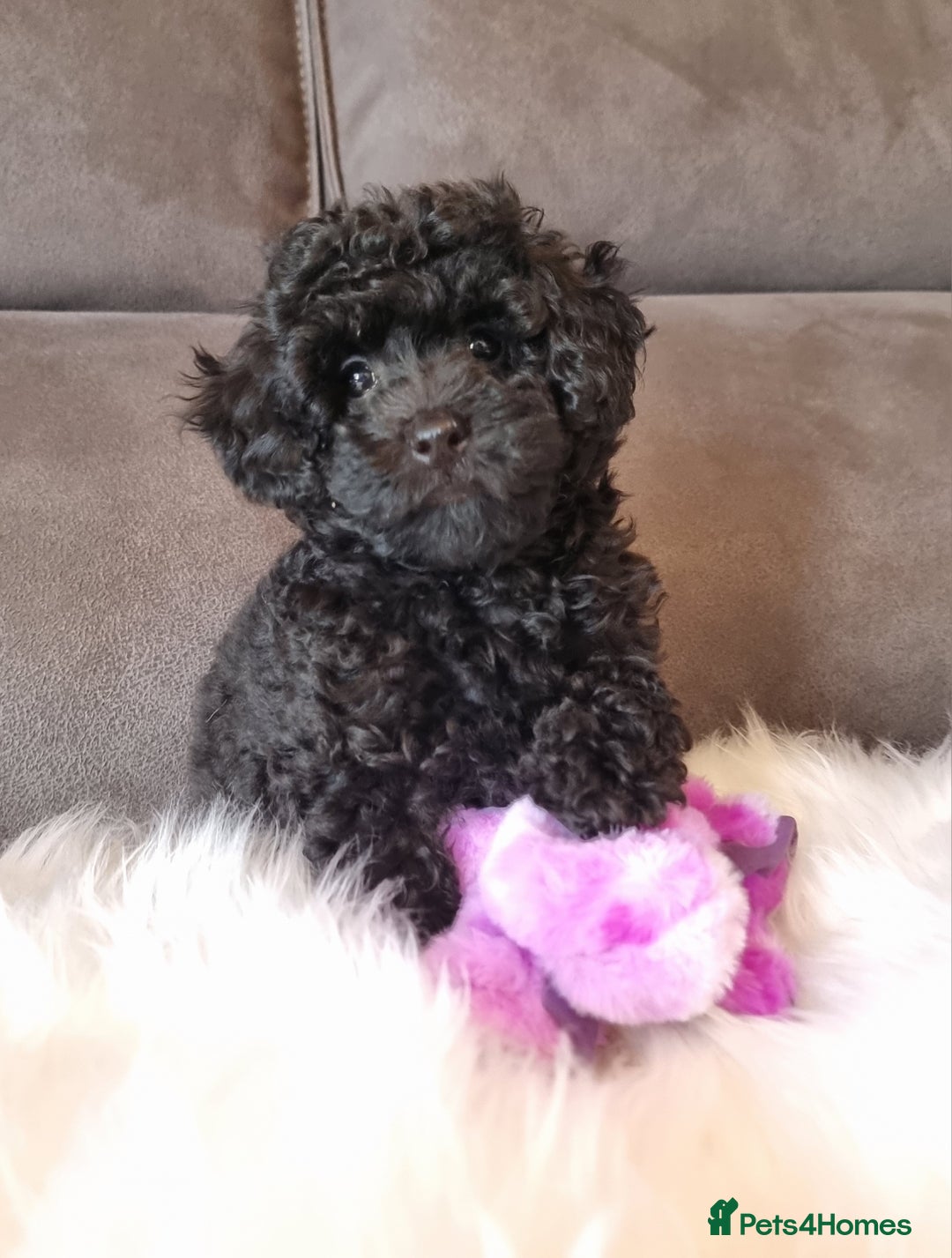 Cockapoo dogs for sale: Adorable best friend pups, sold fully vaccinated - Advert 17