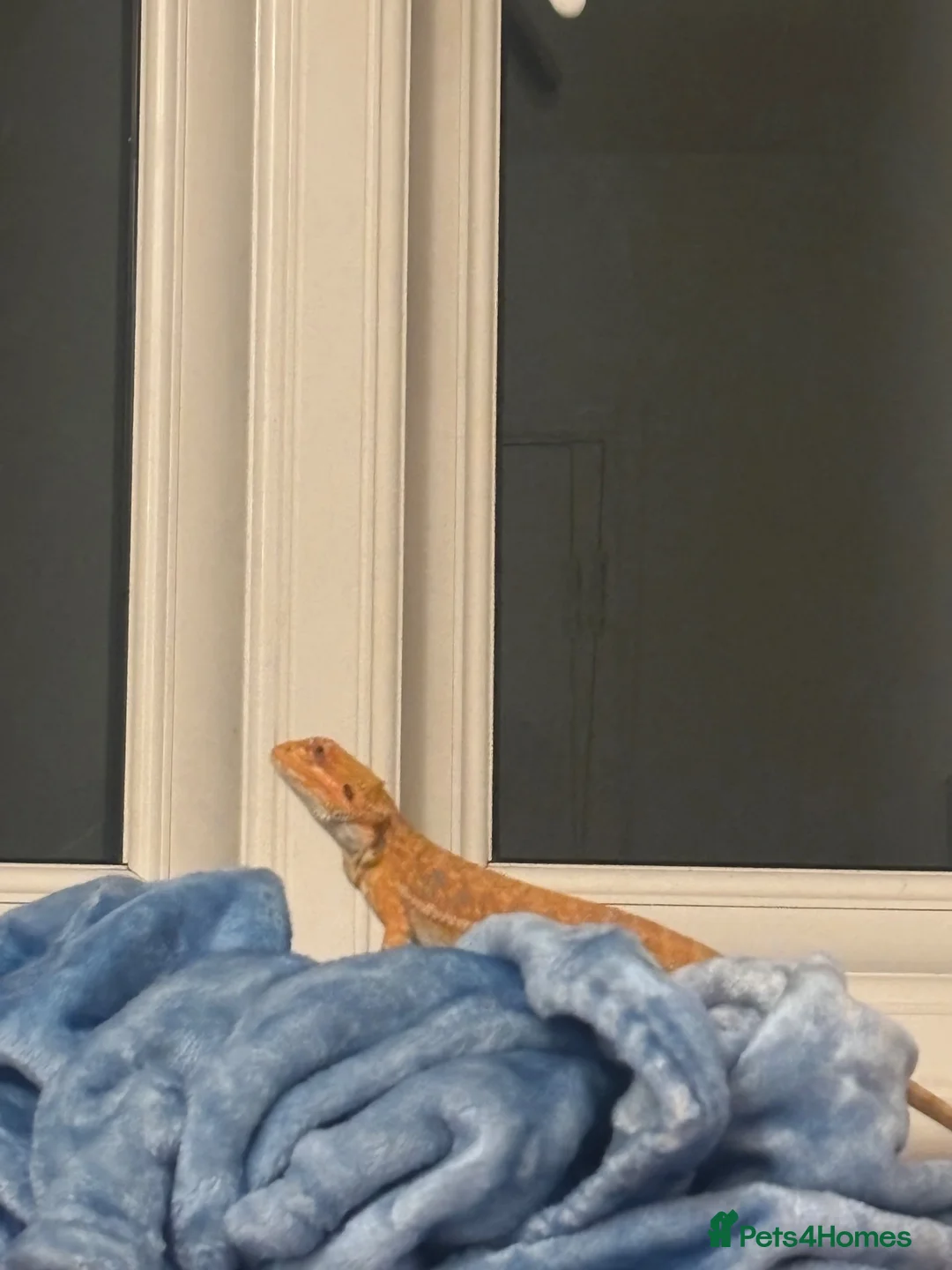 Bearded Dragon reptiles for sale: Bearded dragon and full tank set up  - Advert 2