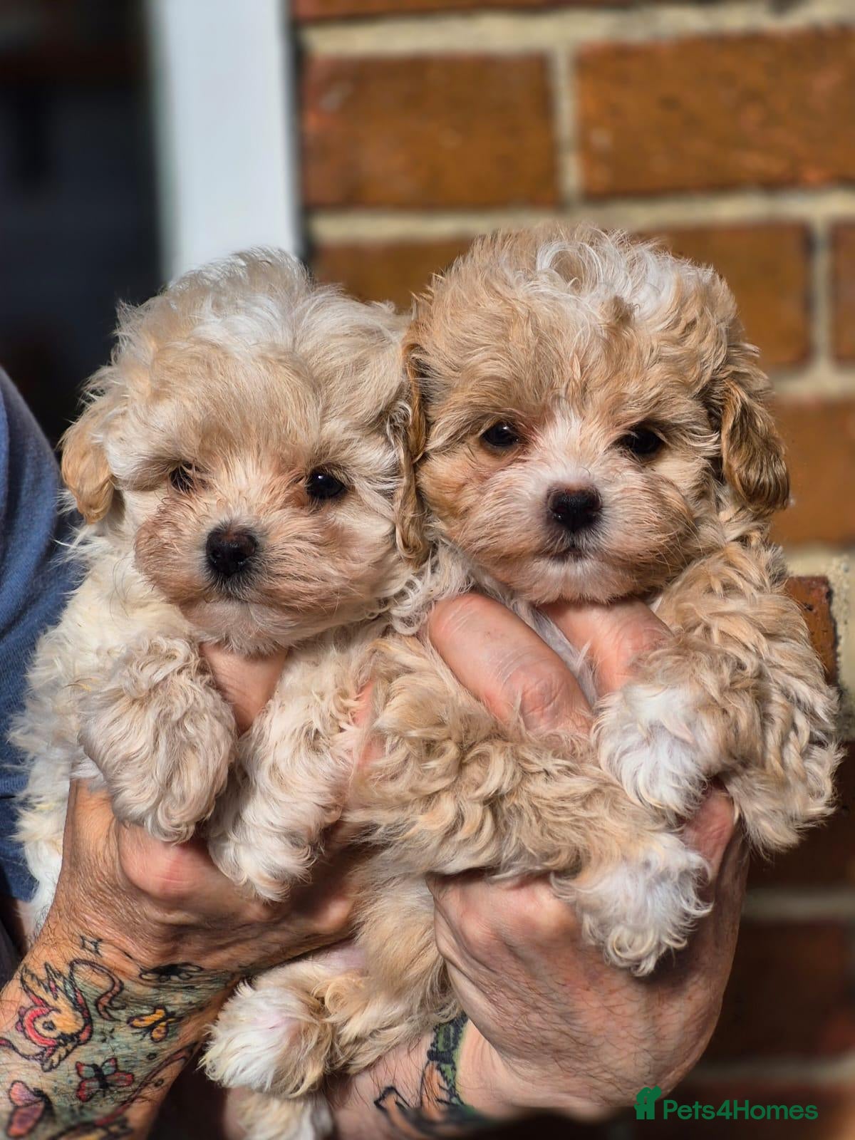 Maltipoo dogs Amazing Tiny Korean Maltipoo Puppies.  - Advert 1