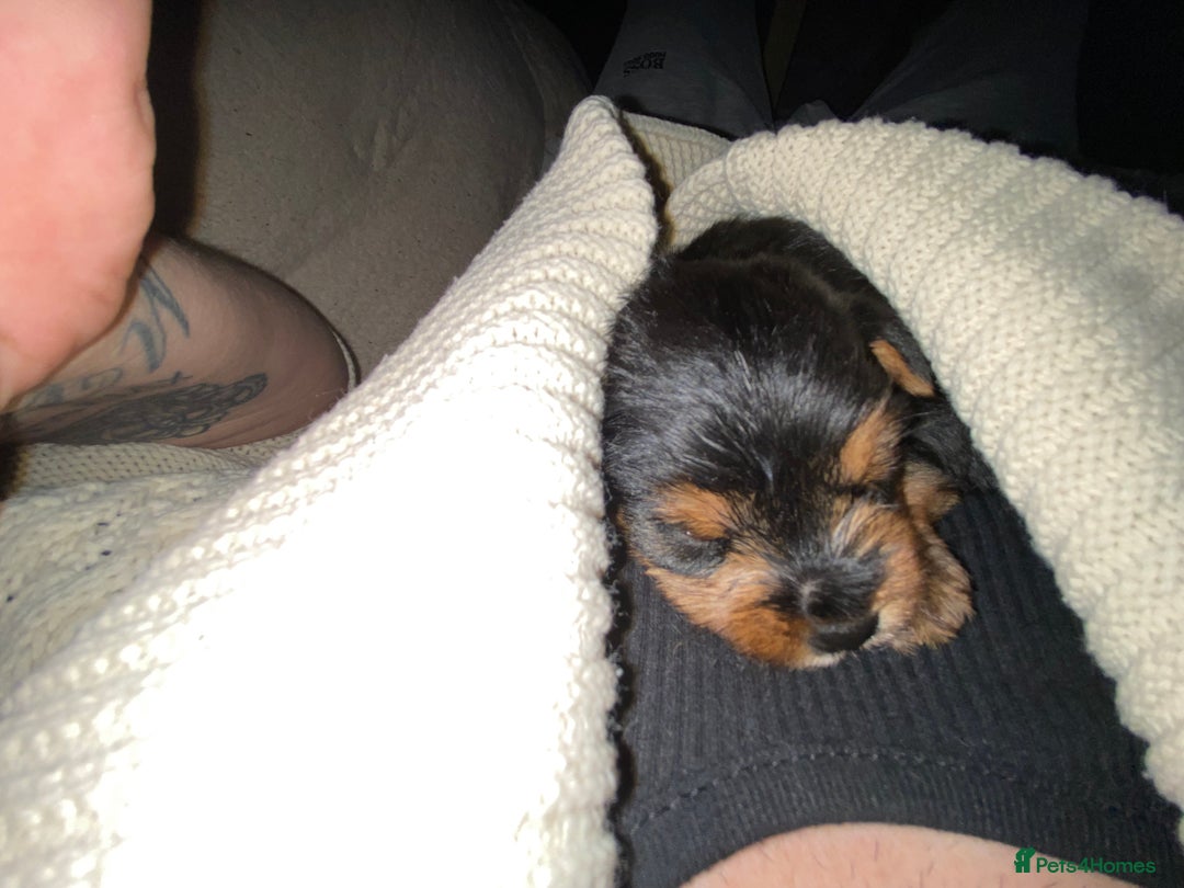 Yorkshire Terrier dogs for sale: 2 Boys 2 Girls Yorkshire Terriers for sale - Advert 15