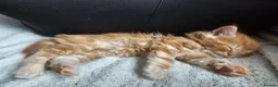 Mixed Breed cats for sale: Stunning Half Maine Coon Type Kittens for Sale - Advert 6