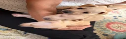 Italian Greyhound dogs for sale: Italian Greyhound pups  in Sutton-in-Ashfield - Advert 16