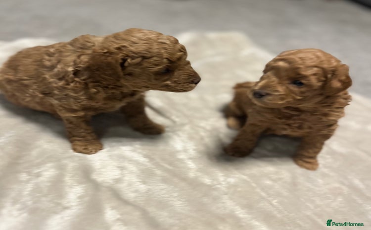 Cavapoo dogs F1b cavapoo babies - Advert 1