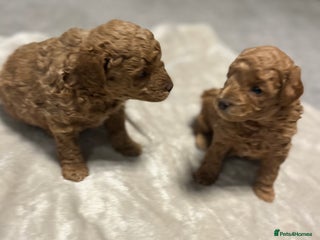 Cavapoo dogs F1b cavapoo babies - Advert 2