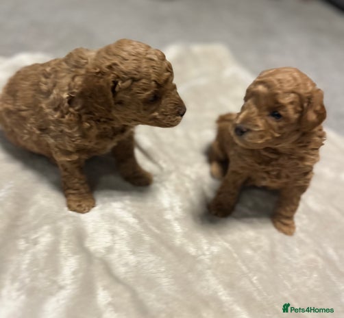 Cavapoo dogs F1b cavapoo babies - Advert 1