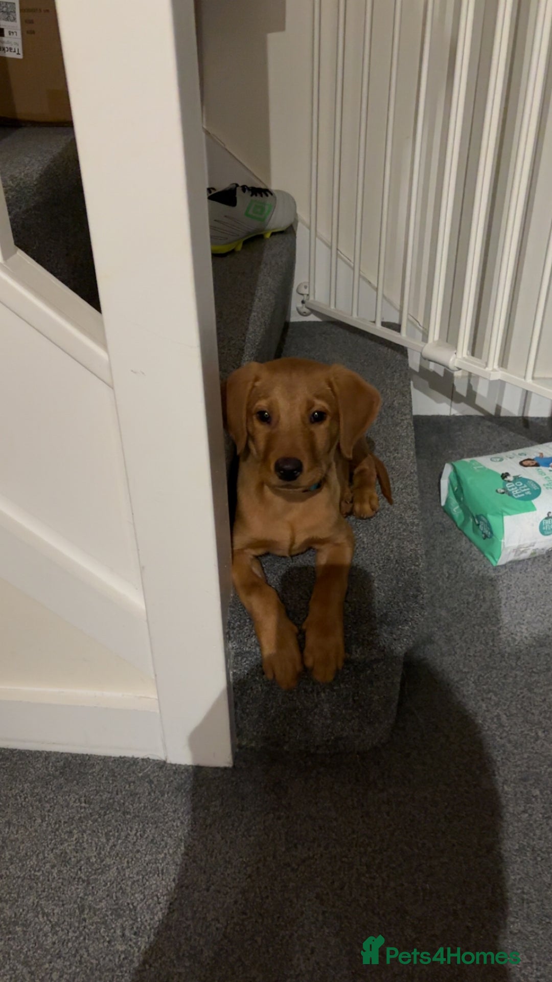 Labrador Retriever dogs for sale: Red Fox Labrador  - Advert 1