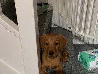 Labrador Retriever dogs Red Fox Labrador - Advert 1