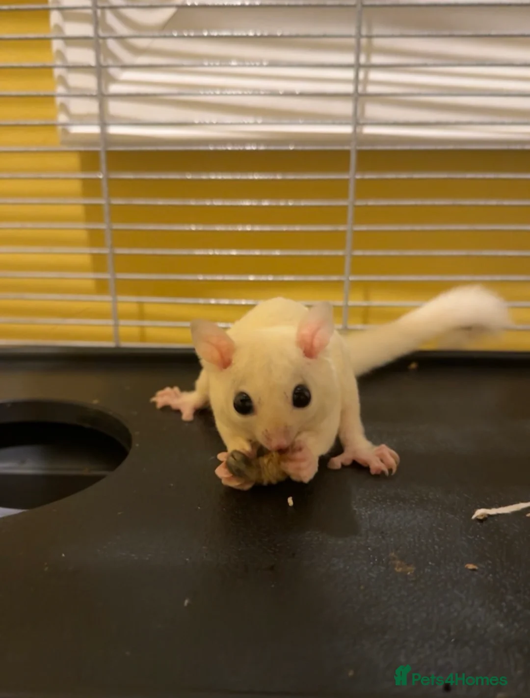 Sugar Glider rodents for sale: Pair of sugar gliders  in Widnes - Advert 1