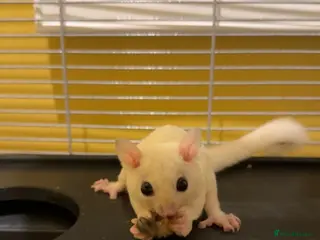 Sugar Glider rodents Pair of sugar gliders - Advert 2