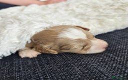 Maltipoo dogs for sale: Stunning Maltipoo Puppies ❤️  - Image 20