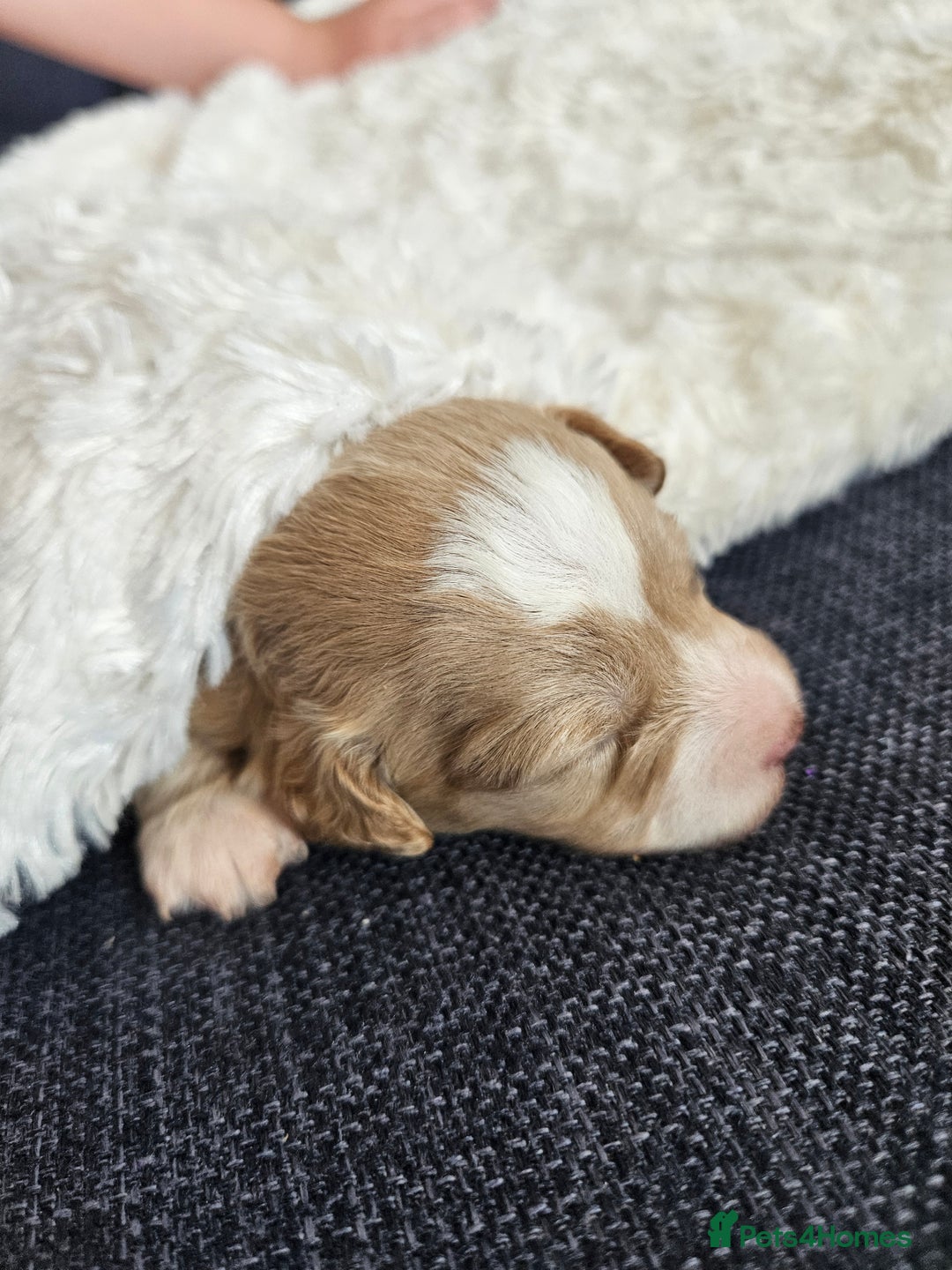 Maltipoo dogs for sale: Stunning Maltipoo Puppies ❤️  - Image 20