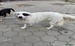 Mixed Breed dogs for adoption: Meet HANNAHH - a Lovely Girl for a Loving Home - Advert 26