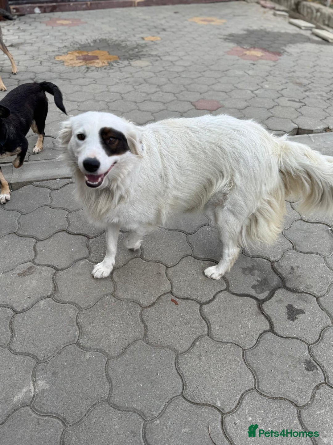 Mixed Breed dogs for adoption: Meet HANNAHH - a Lovely Girl for a Loving Home - Advert 26