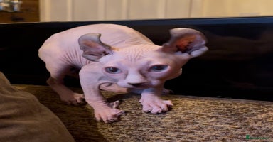 Sphynx cats - Advert 10