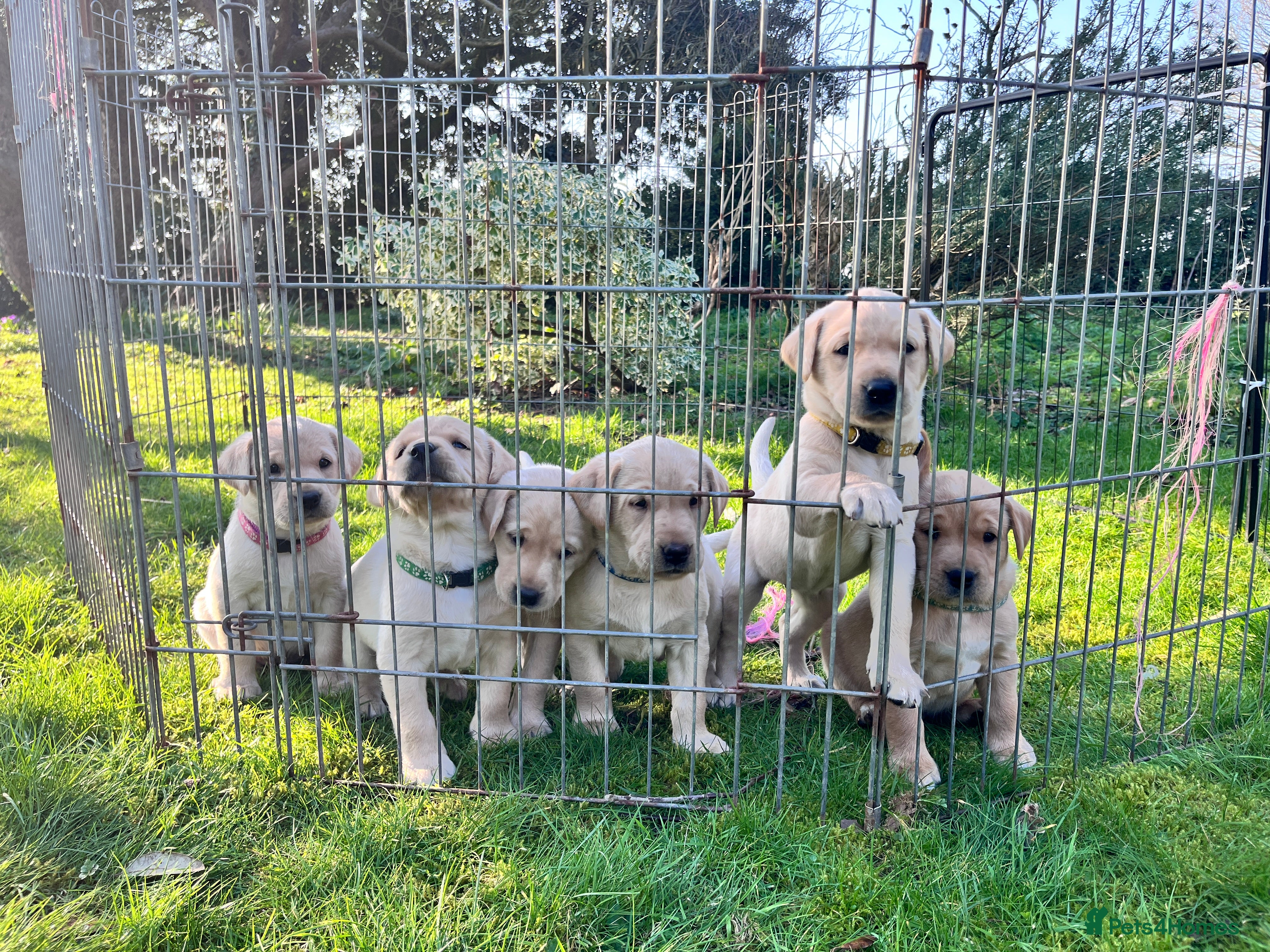 Labrador Retriever dogs Labrador retriever - Advert 1