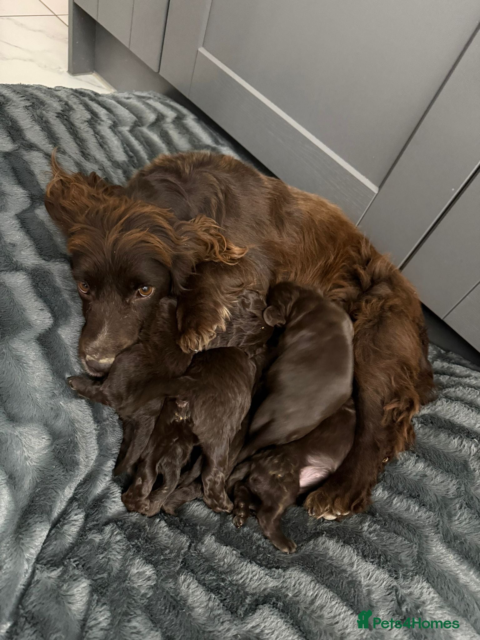 Cocker Spaniel dogs Cocker spaniel puppies  - Advert 2