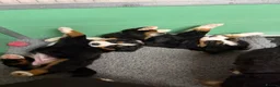 Bernese Mountain Dog dogs for sale: KC Bernese Mountain Dog Puppies - Advert 6