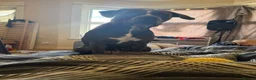 Cane Corso dogs for sale: Snowbelle(open for offers) - Advert 5
