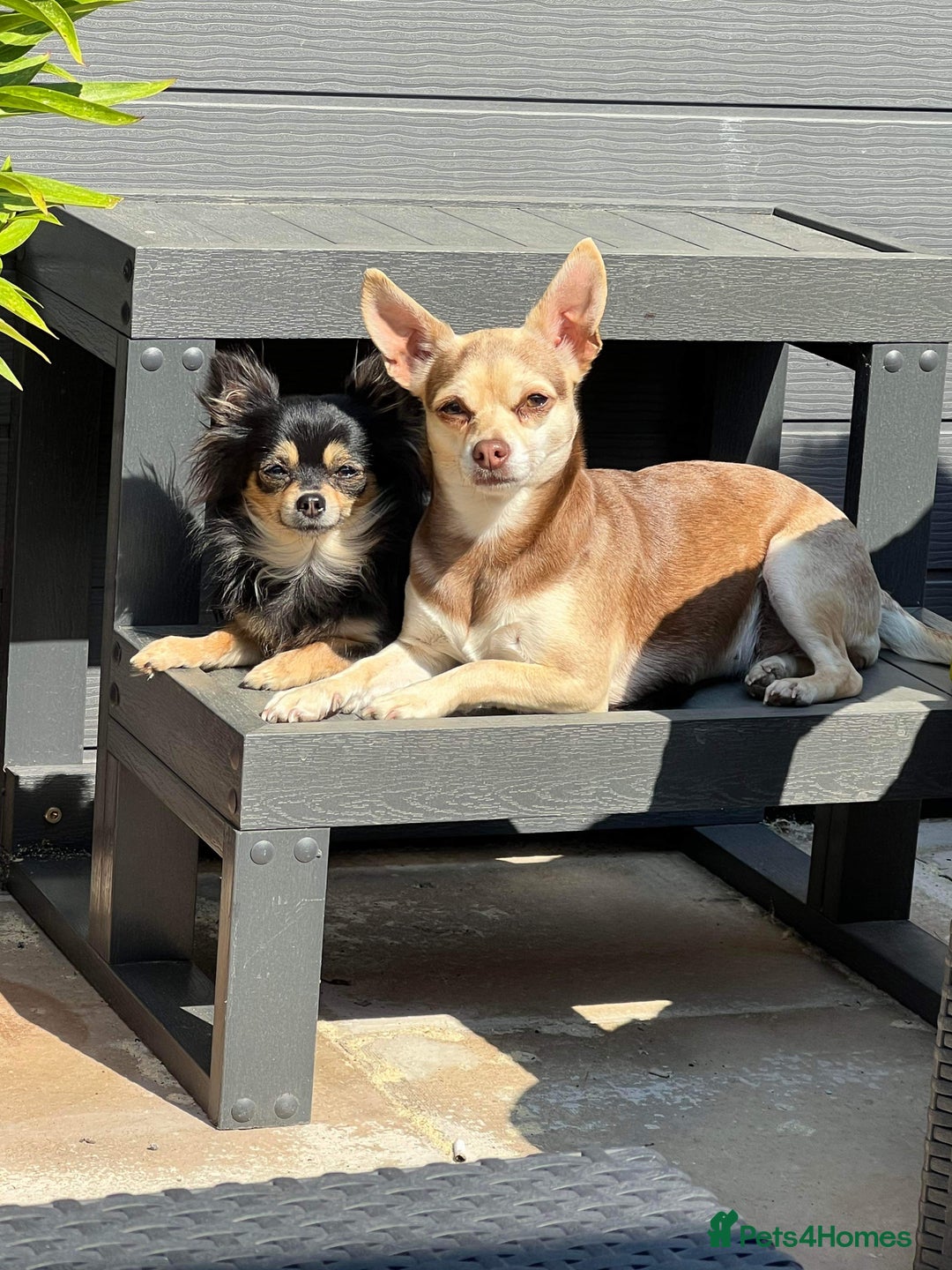 Chihuahua dogs for sale: Toto and Oz - Advert 7