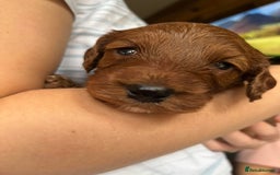 Cockapoo dogs for sale: Stunning Fox Red F1B Cockapoos Outstanding Quality - Image 11